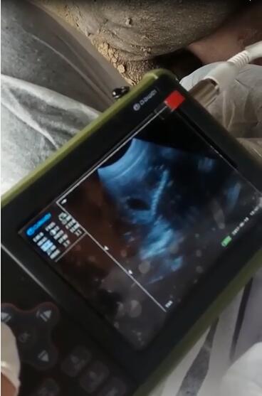 醫(yī)用b超,動物b超,醫(yī)用b超機,動物b超機,彩超機