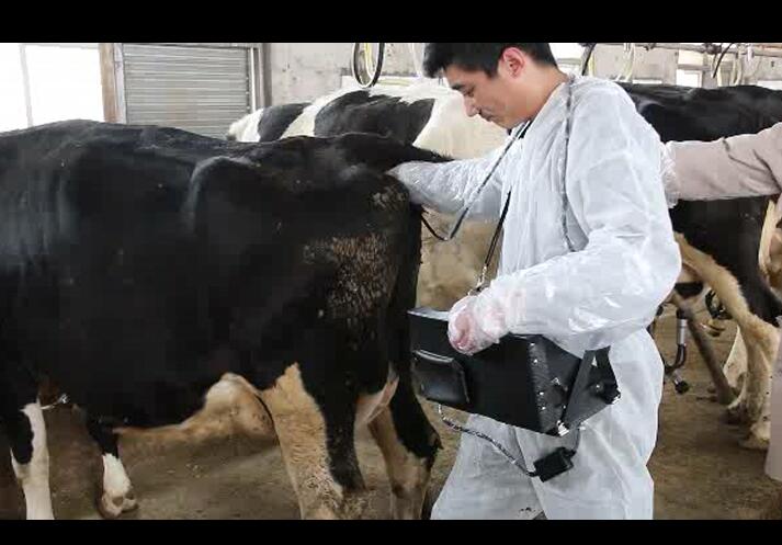 獸用B超,動物B超機,牛用B超機