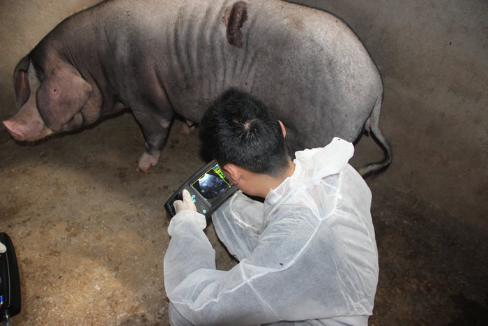 獸用B超機,獸用b超,獸用孕檢B超,豬用B超機,林下養(yǎng)豬