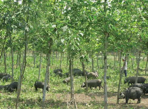 獸用B超機,獸用b超,獸用孕檢B超,豬用B超機,林下養(yǎng)豬