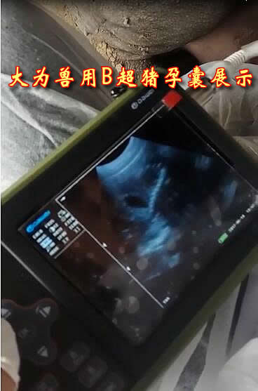 獸用B超機,獸用b超,獸用孕檢B超,豬用B超機,林下養(yǎng)豬