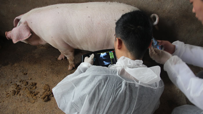豬用B超,獸用B超,懷孕母豬B超,豬用測孕儀,母豬測孕儀
