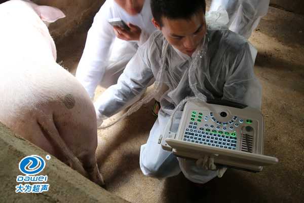 養(yǎng)豬場給母豬驗(yàn)孕