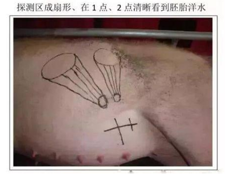 獸用B超機(jī)檢測(cè)母豬