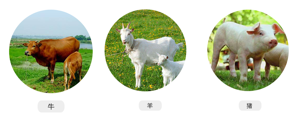 S0便攜式掌上獸用B超機使用對象